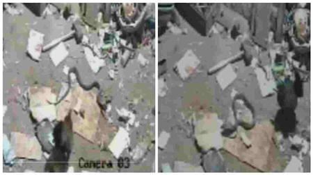 5 चूजों को बचाने जहरीले सांप से लड़ी मुर्गी, CCTV में कैद हुआ दिल दहला देने वाला मंजर