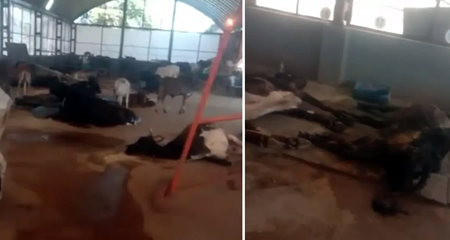 गौशाला में 20 गायों की भूख-प्यास हुई मौत - कांग्रेस ने जारी किया वीडियो