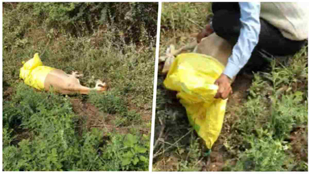 दो काले हिरण के शिकार में वन विभाग की लापरवाही: रेंजर समेत 6 वनकर्मी सस्पेंड