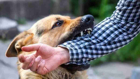 पागल कुत्ते ने मचाया आतंक: 13 लोगों को काटा, गुस्साई भीड़ ने पीट-पीटकर उतारा मौत के घाट