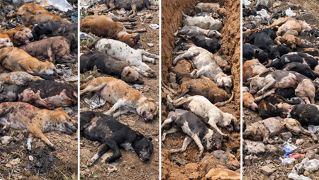 क्रूरता की हद : जहर देकर 300 आवारा कुत्तों को मार डाला, सरपंच समेत 9 लोगों पर केस दर्ज 