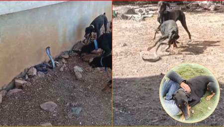 सांप के जोड़े ने डॉग को डसा तो डॉग के बच्चों ने लिया बदला, नाग को उतारा मौत के घाट, गुस्से में नागिन ने...