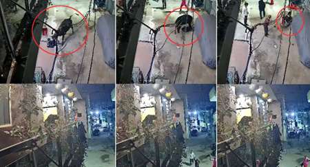 रोंगटे खड़े करने वाला VIDEO! सांड ने मासूम को सींग से उठाकर पटका, लगे 25 टांके